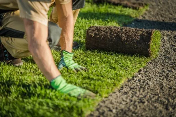 Professional gardener from gardening company trimming shrubs