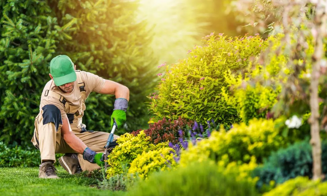 Expert Insights and Actionable Tips for Standout Landscaping