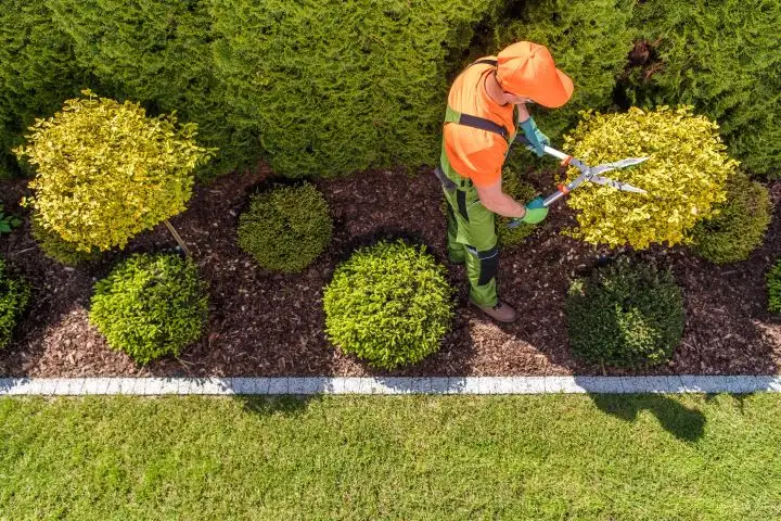 Landscaping and lawn care services with hedge trimming