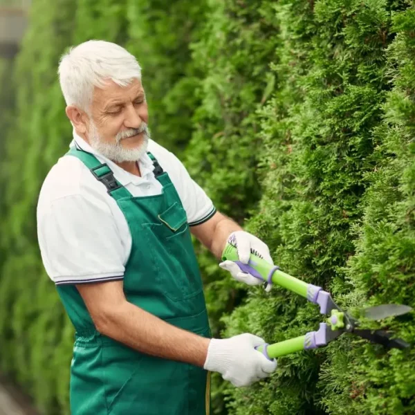 senior-gardener-using-scissors-for-bushes senior-gardener-using-scissors-for-bushes